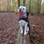 Old English Bulldog, Maulkorb mit FressSchutz und Verstärkung in den Farben mittelblau und neon-orange