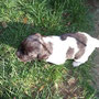 Winston, braunschimmel