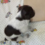 Wiko, braunschimmel