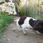 Waiko, braunschimmel