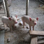 <font size="+2"><b>im oberen Stock wohnen vorerst Schweinchen