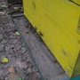 <font size="+2"><b>die Bienen fliegen aus und ein