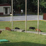<font size="+2"><b>die Wildschweinchen sind auch wieder unterwegs