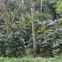 <font size="+2"><b>Kaffee Plantage