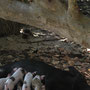 <font size="+2"><b>die kleinen Schweinchen säugen