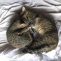 <font size="+2"><b>die Katzen schlafen auf unserem Bett