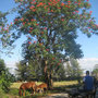 <font size="+2"><b>blühender afrikanischer Tulpenbaum