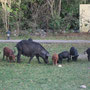 <font size="+2"><b>Wildschweine ums Hotel