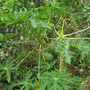 <font size="+2"><b>Papayas, auf Kuba 'Fruta Bomba' genannt