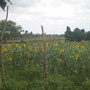 <font size="+2"><b>Sonnenblumen