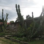 <font size="+2"><b>Kakteen im Garten, im Dorf San Diego de Núñiez