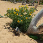 Végétation sur la dune