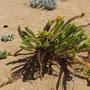 Végétation sur la dune