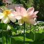 Les lotus  sont en fleur, les tiges mesurent environ 2 m