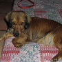 PEQUENA adoptée par Rose (34)