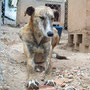 ALTEA adoptée par Liliane (95)