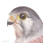 Helen Clifford - "Kestrel Head" - £55
