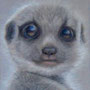 Megan Attwell - "Meerkat" - £50