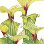 Helen Clifford - "Pitcher Plants" - £140