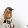 Saxicola torquata - Stonechat - Schwarzkehlchen, Pegeia - Agios Georgios, October 2016