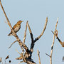 Turdus philomelos - Song Trush - Singdrossel, Pegeia - Agios Georgios, October 2016