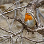 Erithacus rubecula - European Robin - Rotkehlchen, Pegeia - Agios Georgios, October 2016