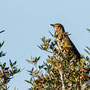 Turdus philomelos - Song Trush - Singdrossel, Pegeia - Agios Georgios, October 2016