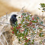 Phoenicurus ochruros - Black Redstart - Hausrotschwanz, Pegeia - Agios Georgios, October 2016