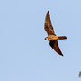 Falco eleonorae - Eleonora´s Falcon - Eleonorenfalke; Cyprus, Asprokremmos Dam, Juni 2016