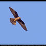 Falco eleonorae - Eleonora´s Falcon - Eleonorenfalke; Cyprus, Kathikas, September 2011