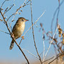 Cisticola juncidis - Zitting Cisticola - Zistensänger, Pegeia - Agios Georgios, October 2016