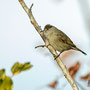 Sylvia atricapilla - Blackcap - Mönchsgrasmücke, Pegeia - Agios Georgios, October 2016