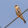 Rotfußfalke, Red-footed Falcon (female), Cyprus, Paphos-Anarita Area, April 2018