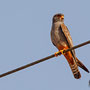 Falco vespertinus - Red-footed Falcon, male, juv, - junger Rotfußfalke, Cyprus, Agia Varvara-Anarita, Mai 2016