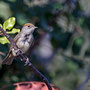 Sylvia atricapilla - Blackcap - Mönchsgrasmücke, Pegeia - Agios Georgios, October 2016