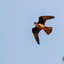 Falco eleonorae - Eleonora´s Falcon - Eleonorenfalke; Cyprus, Asprokremmos Dam, Juni 2016