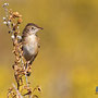 Cisticola juncidis - Zitting Cisticola - Zistensänger, Pegeia - Agios Georgios, October 2016