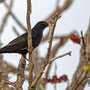 Thurdus merula - Common Blackbird - Amsel, Pegeia - Agios Georgios, October 2016