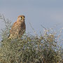 Falco tinnunculus - Common Kestrel (female) - Turmfalke, Pegeia - Agios Georgios, October 2016