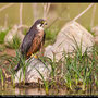 Falco eleonorae - Eleonora´s Falcon - Eleonorenfalke; Cyprus, Asprokremmos Dam, April 2012