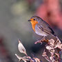 Erithacus rubecula - European Robin - Rotkehlchen, Cyprus, Pegeia - Agios Georgios, October 2016