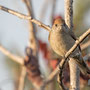 Sylvia atricapilla - Blackcap - Mönchsgrasmücke, Pegeia - Agios Georgios, October 2016