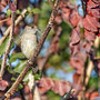 Sylvia atricapilla - Blackcap - Mönchsgrasmücke, Pegeia - Agios Georgios, October 2016