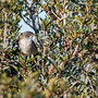 Sylvia curuca - Lesser Whitethroat - Klappergrasmücke, Pegeia - Agios Georgios, October 2016