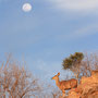 "Kudu mit Mond"