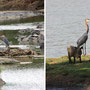 Goliathreiher (Goliath Heron)