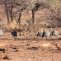 Perlhühner (Guineafowl)