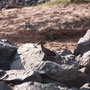 Hammerkopf (Hamerkop)