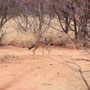 Schabrackenschakal (Black-Backed Jackal)