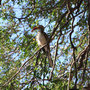 Rotschnabeltoko (Red-Billed Hornbill)